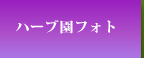 ハーブ園フォト