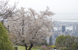 Mountain cherry blossoms