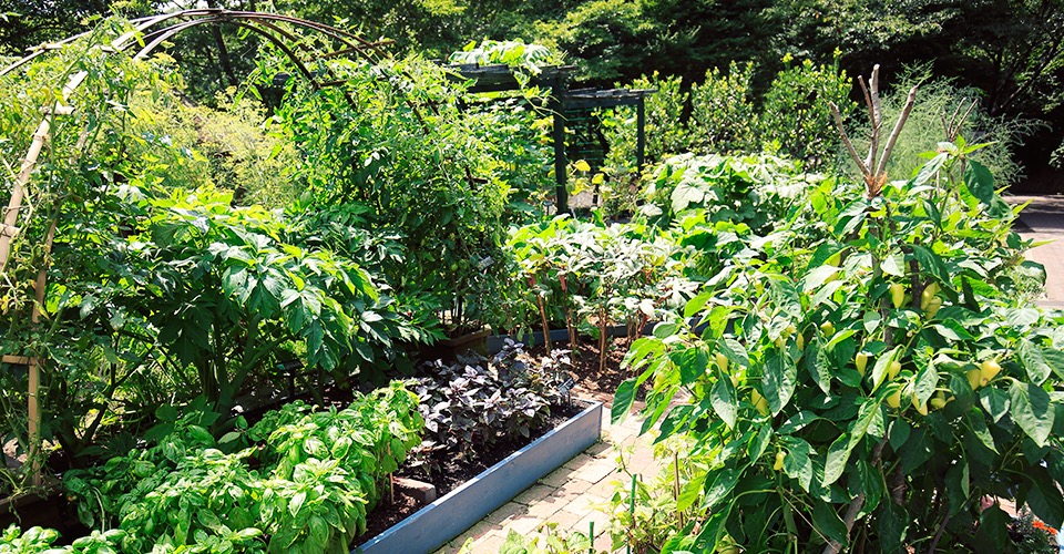 家庭菜園ポタジェ