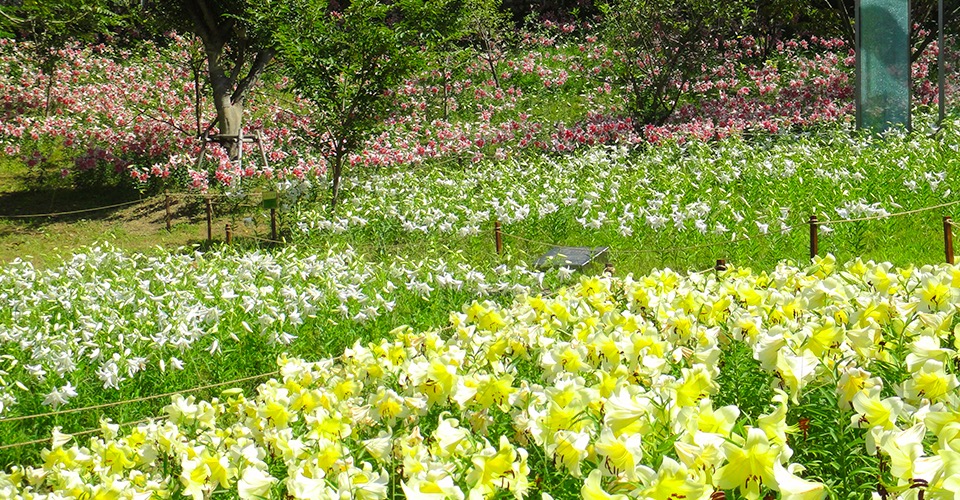 ユリ園