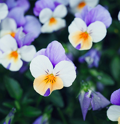 Photo Gallery | Kobe Nunobiki Herb Gardens & Ropeway | 神戸布引