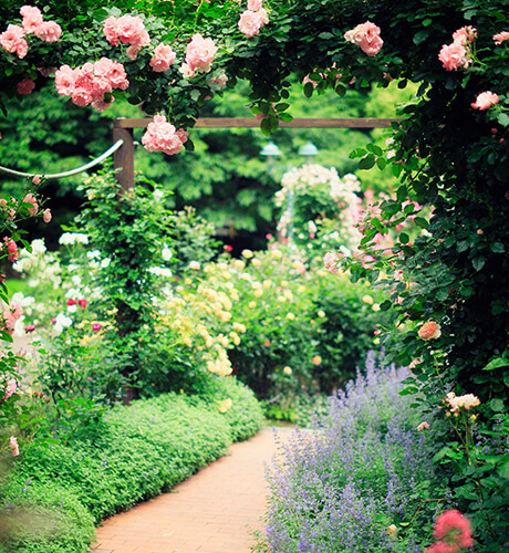 beautiful garden image