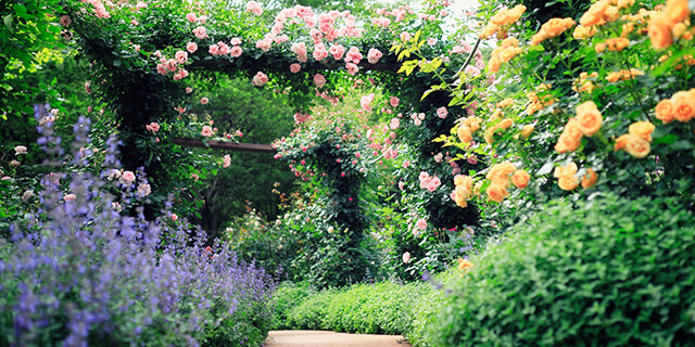beautiful garden image