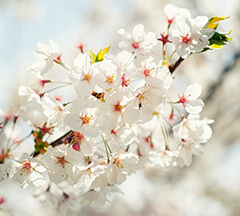 Mountain Cherry Blossoms