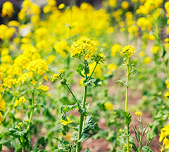 Field Mustard