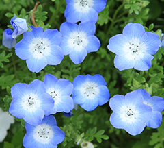 Nemophila