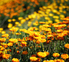 Pot Marigold