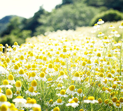 German Chamomile