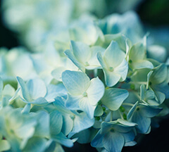 Hydrangea