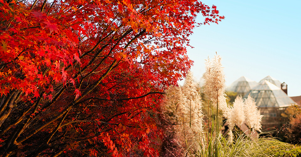 autumn image