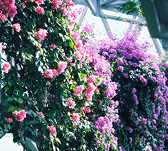 Bougainvillea