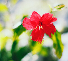 Hibiscus