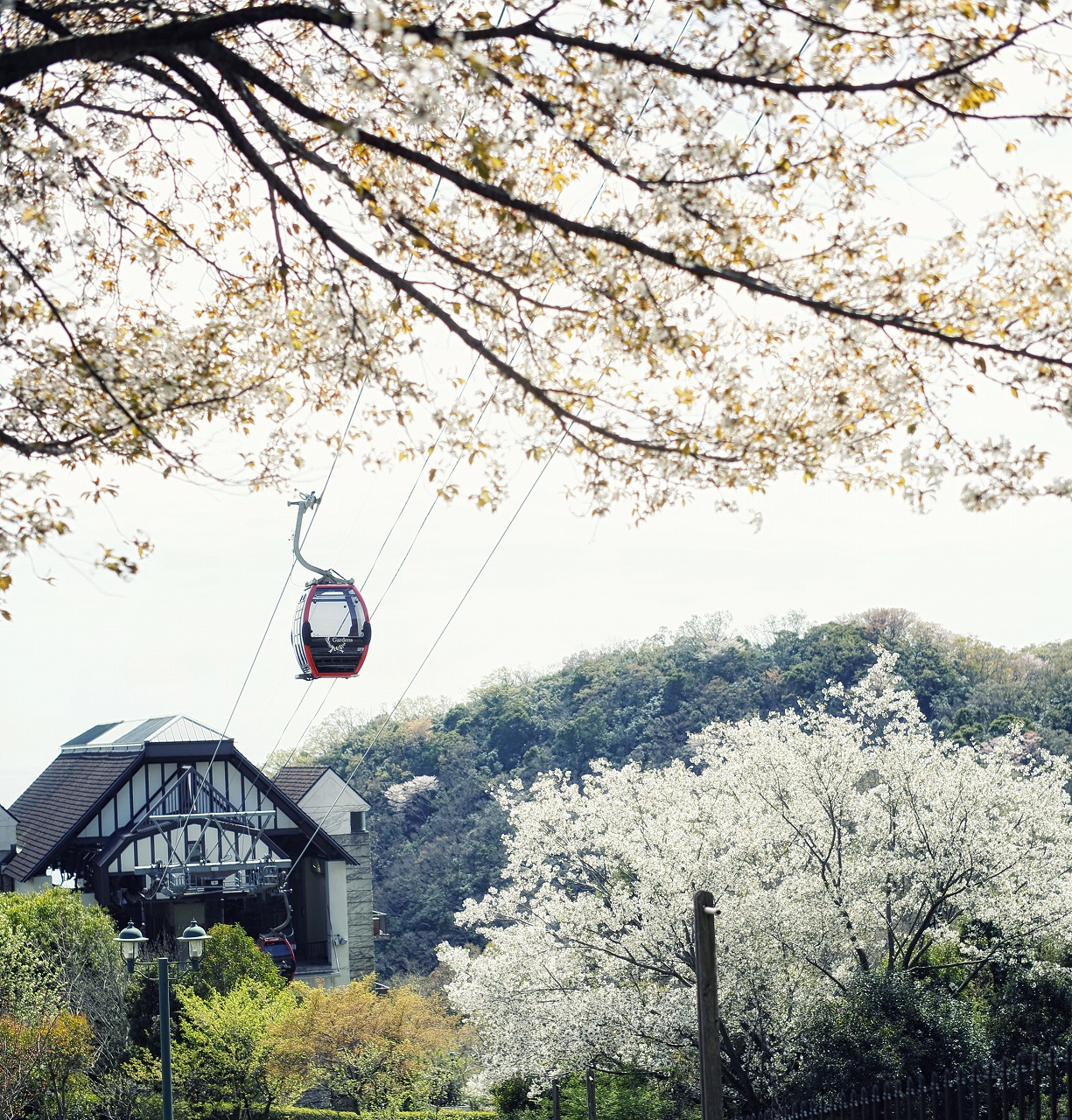 山桜_ロープウェイ