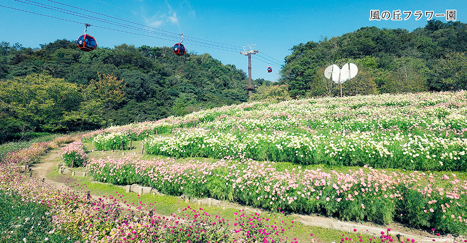 風の丘フラワー園 秋