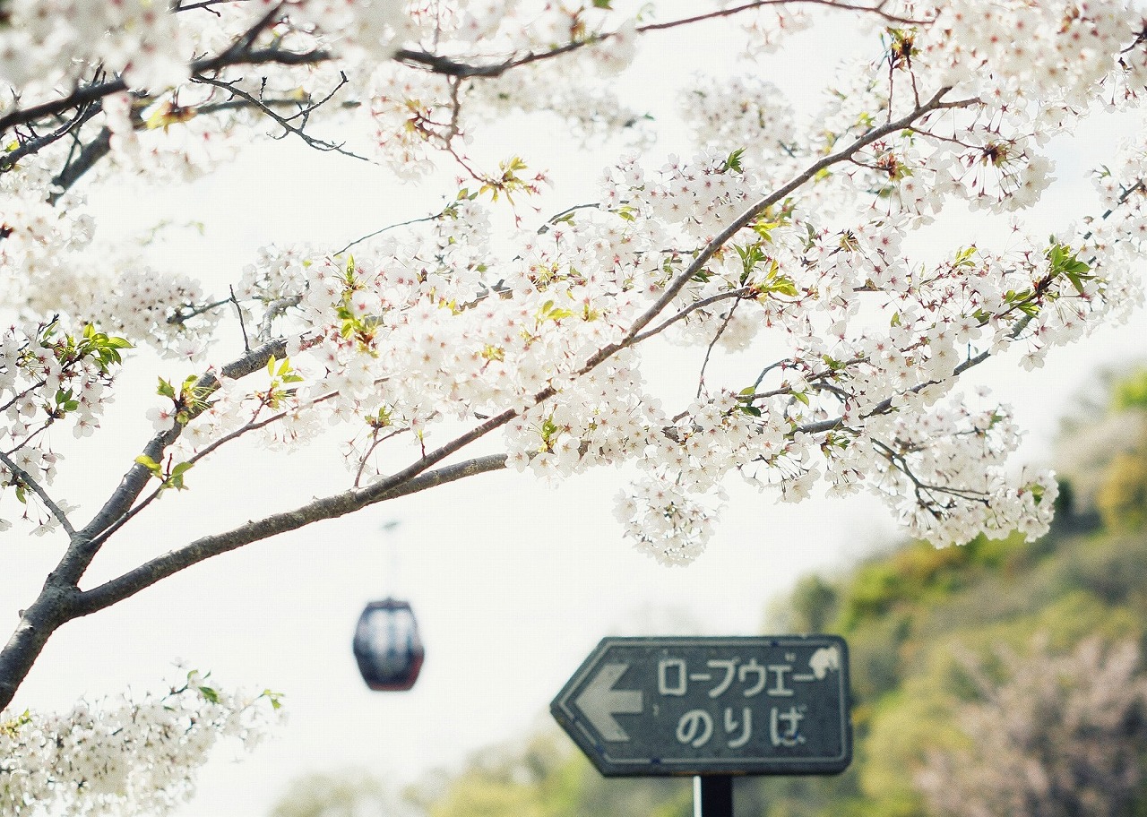 山桜y_DIV7240