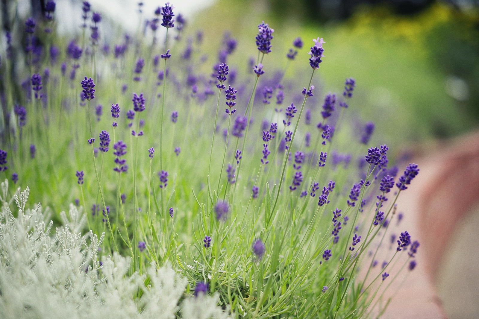 Lavendar Rose Fair 21 ハーブガーデン最盛期 神戸布引ハーブ園 ロープウェイ