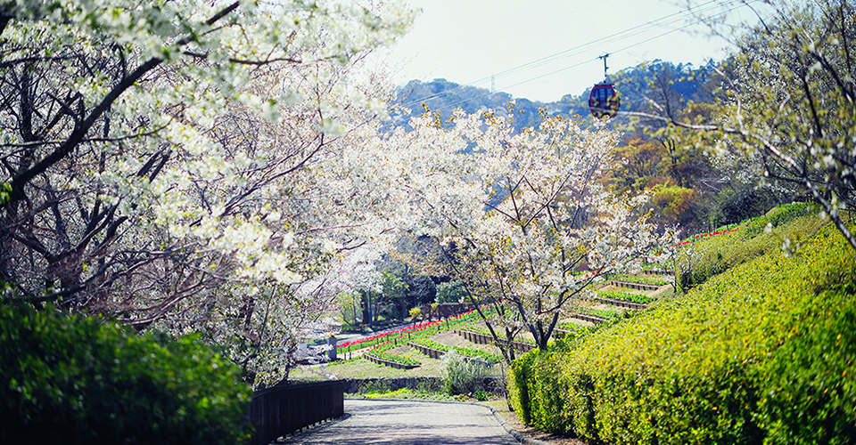 春の山桜