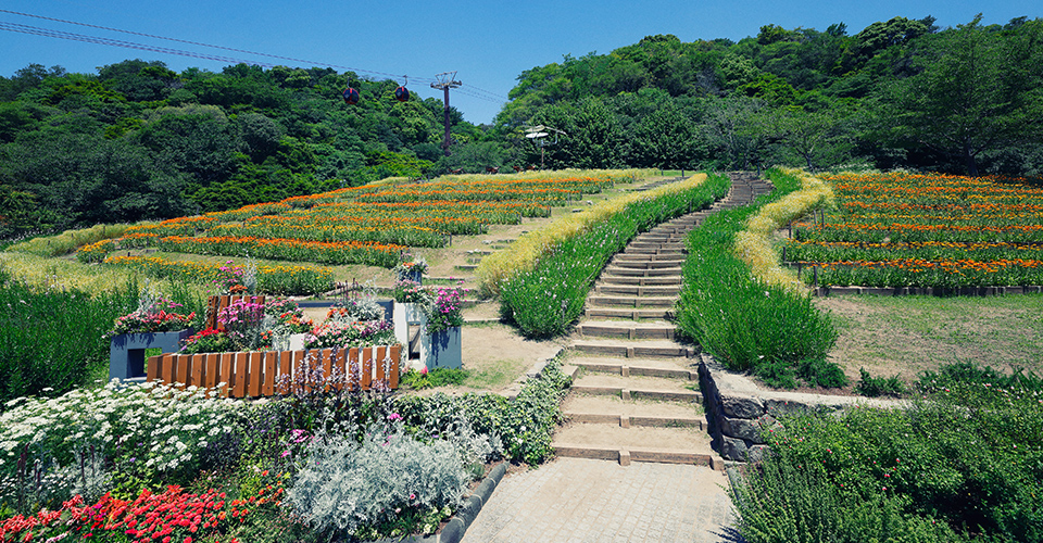 風の丘フラワー園