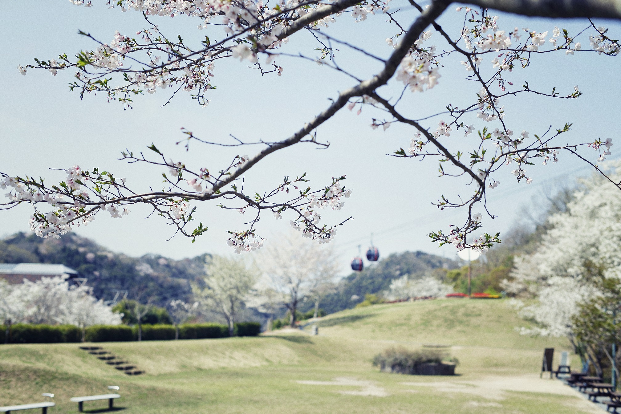 山桜40_DIV5714