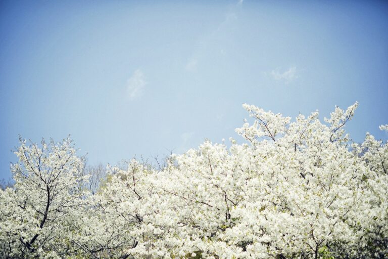 山桜30_DIV5733