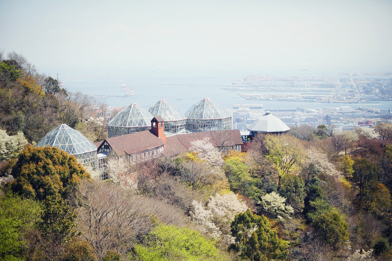 山桜_グラスハウス周辺_DIV8126