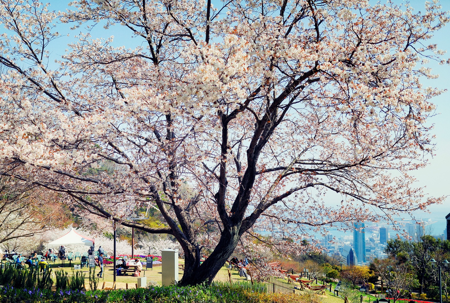 山桜_風の丘芝生広場t40_DIV8172