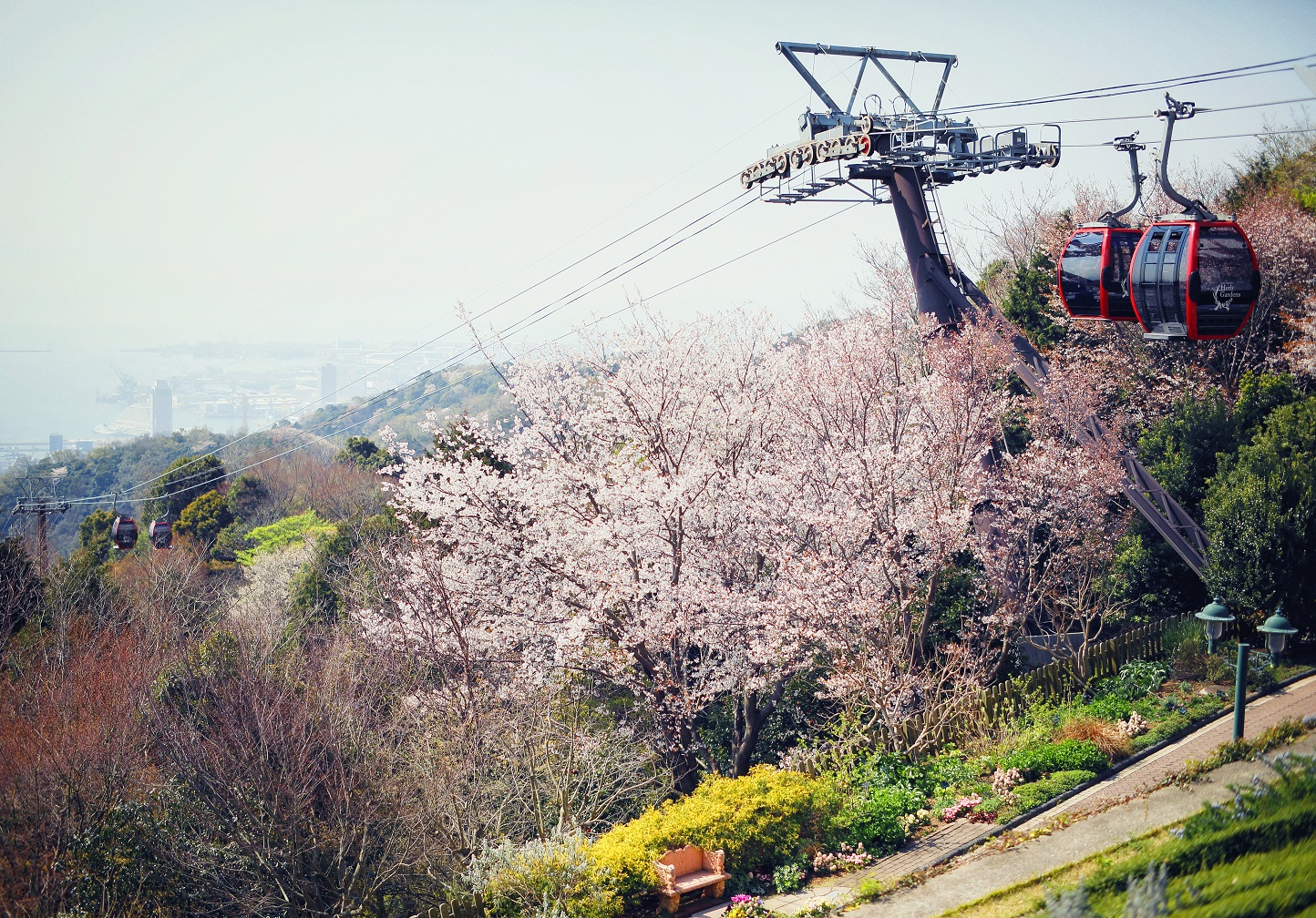 山桜_神戸布引ロープウェイ_展望プラザ30_DIV7939