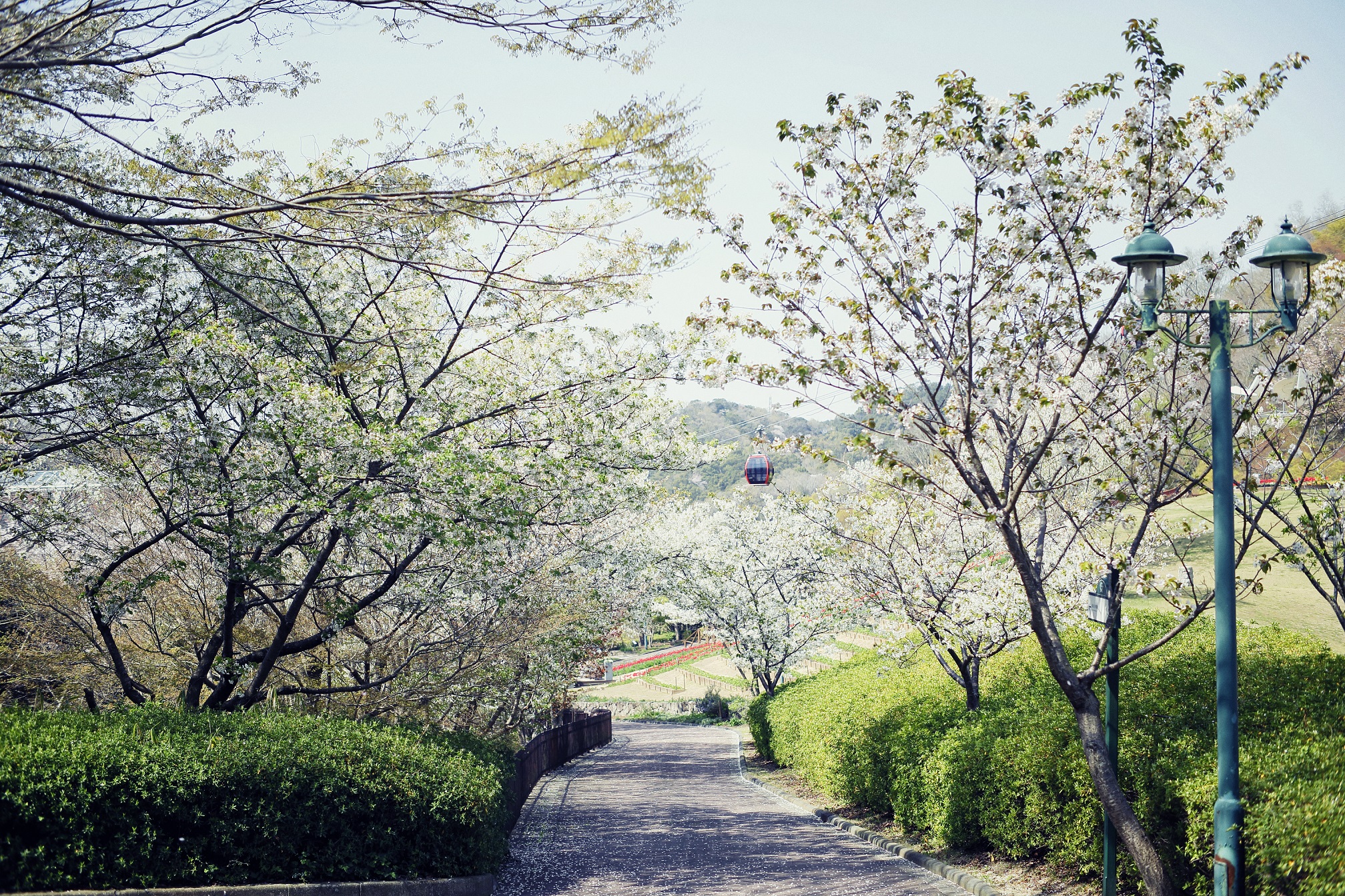山桜40_風の丘_DIV5709