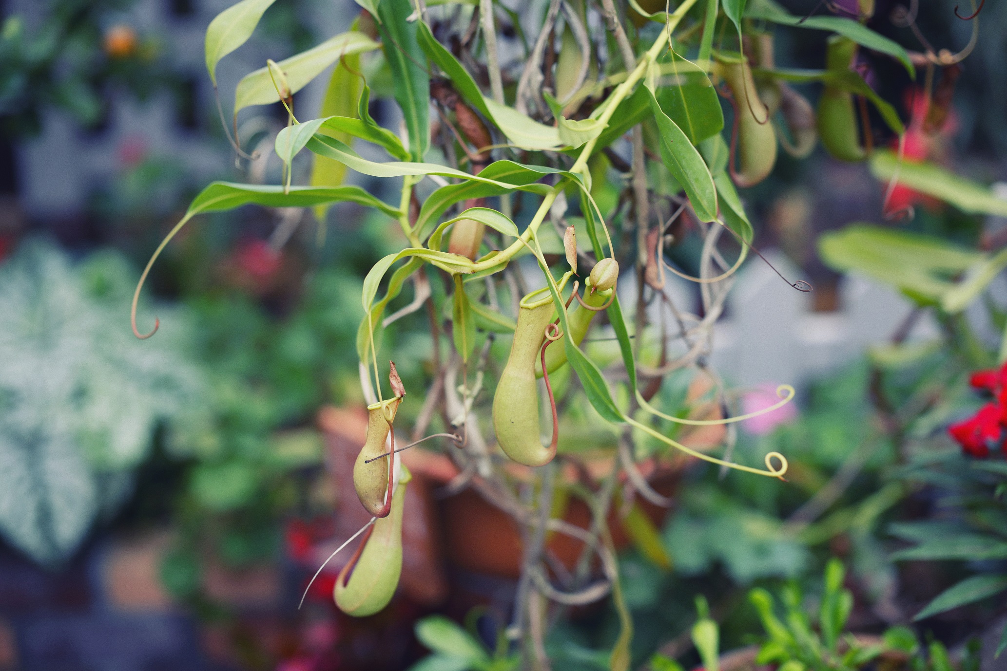 食虫植物4040_R5_0657