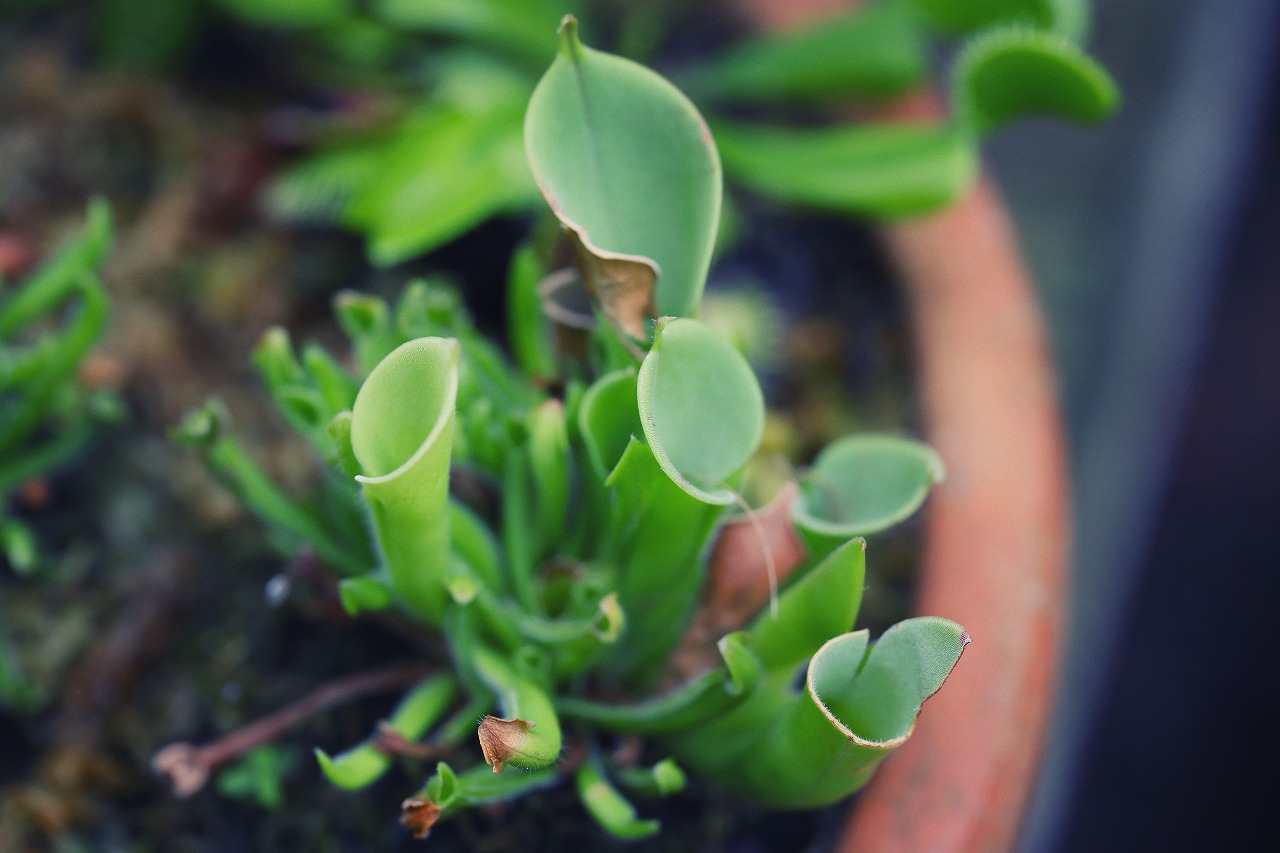 食虫植物_R5_0667