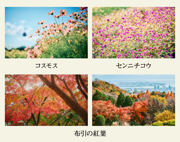コスモス・センニチコウ・布引の紅葉