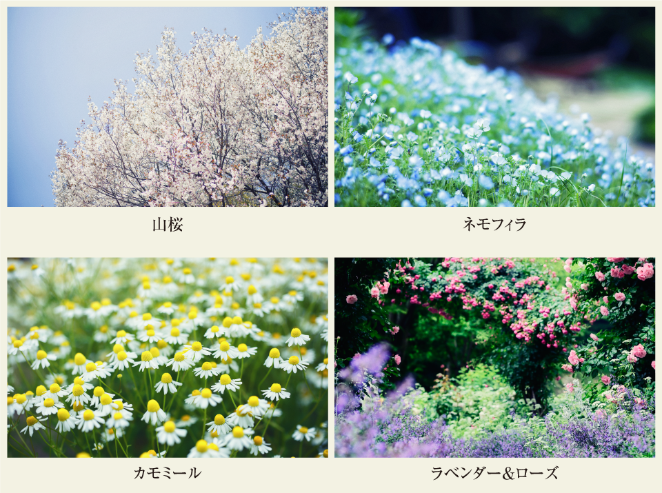 山桜・ネモフィラ・カモミール・ラベンダー＆ローズ