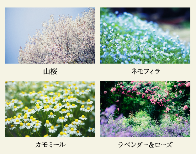 山桜・ネモフィラ・カモミール・ラベンダー＆ローズ