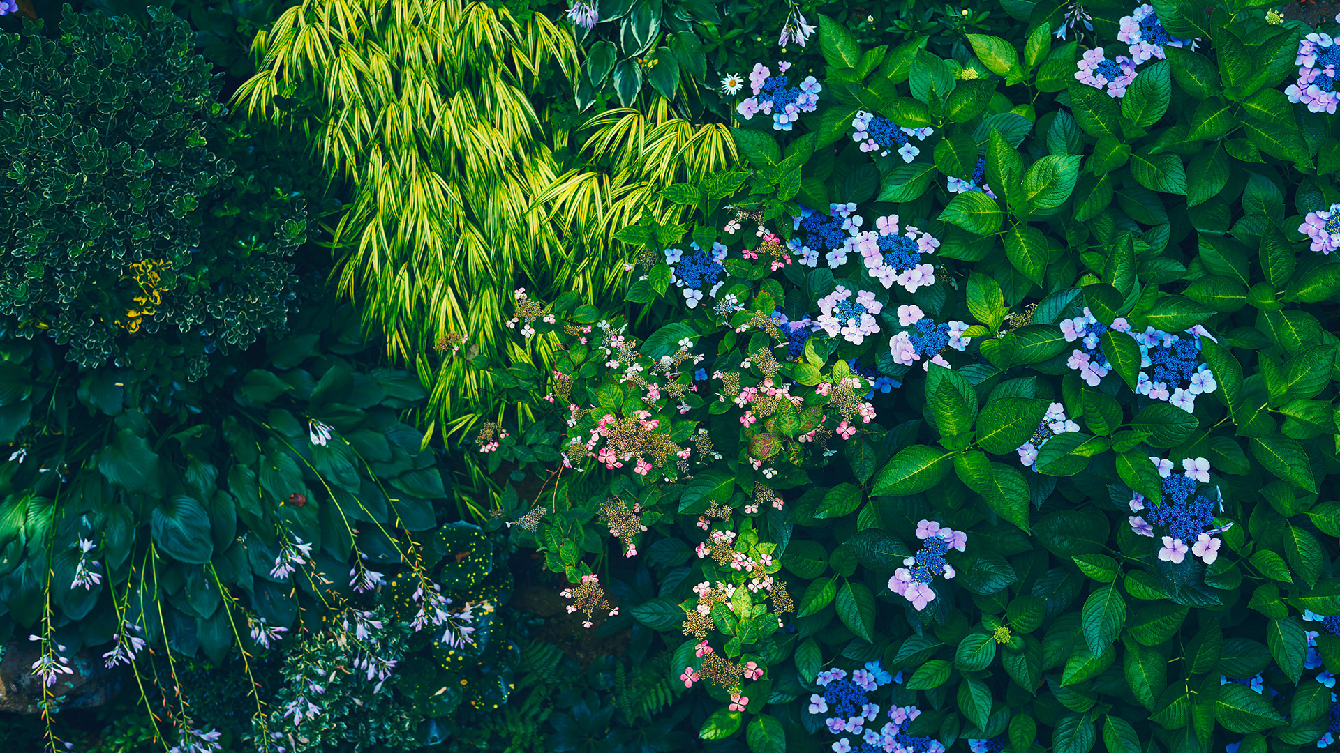 Lavender & Rose Fair_展望アジサイtop_2024初夏06