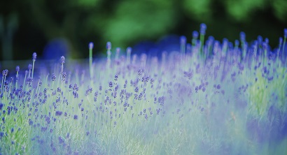 5/11-7/7「Lavender & Rose Fair -ハーブガーデン最盛期-」ラベンダー&ローズが見ごろです