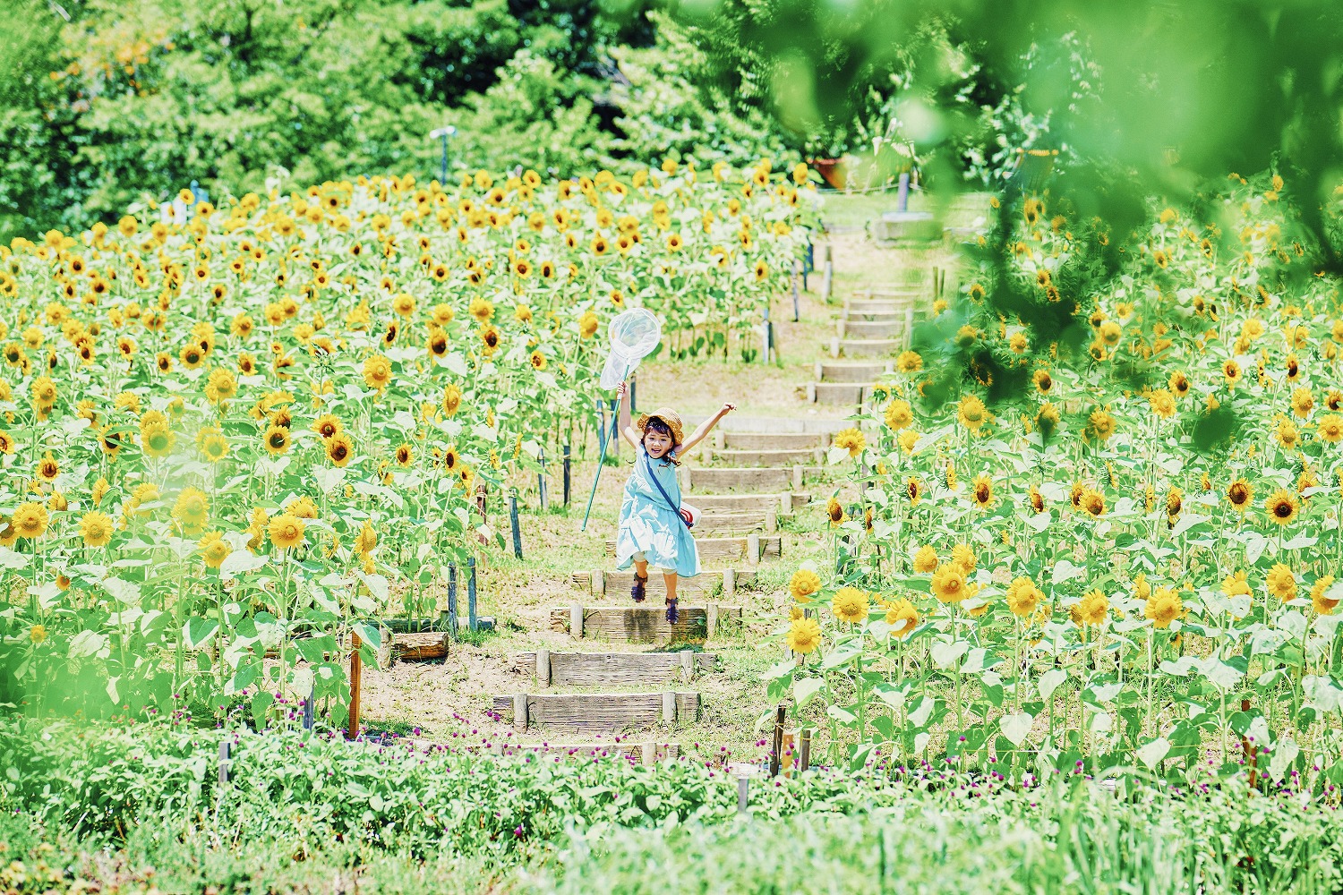 ヒマワリ_7月下旬-8月下旬_風の丘フラワー園_kids80_Z8A8006