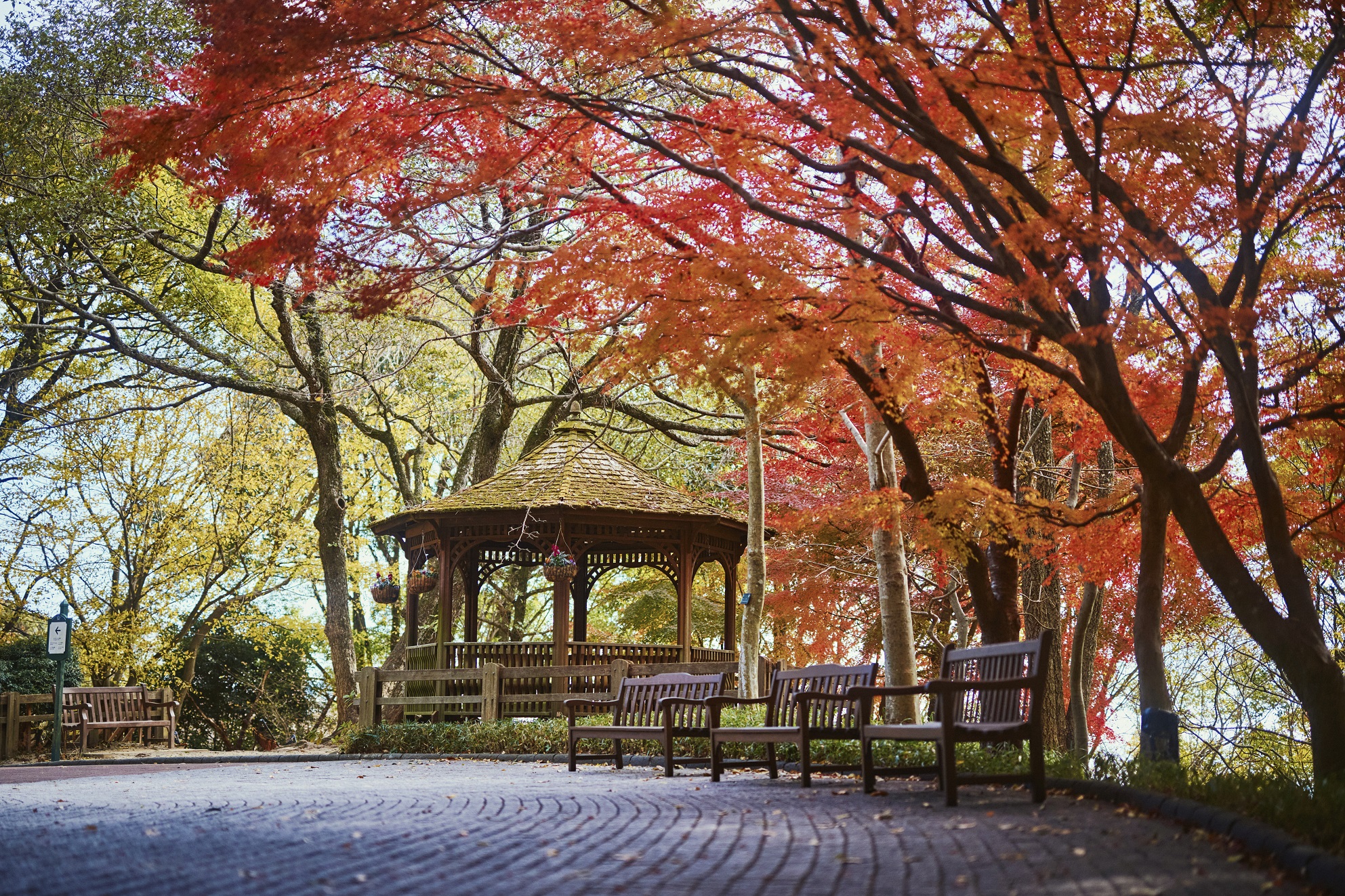 布引の紅葉_11月上旬-12月上旬40_Z8A9615