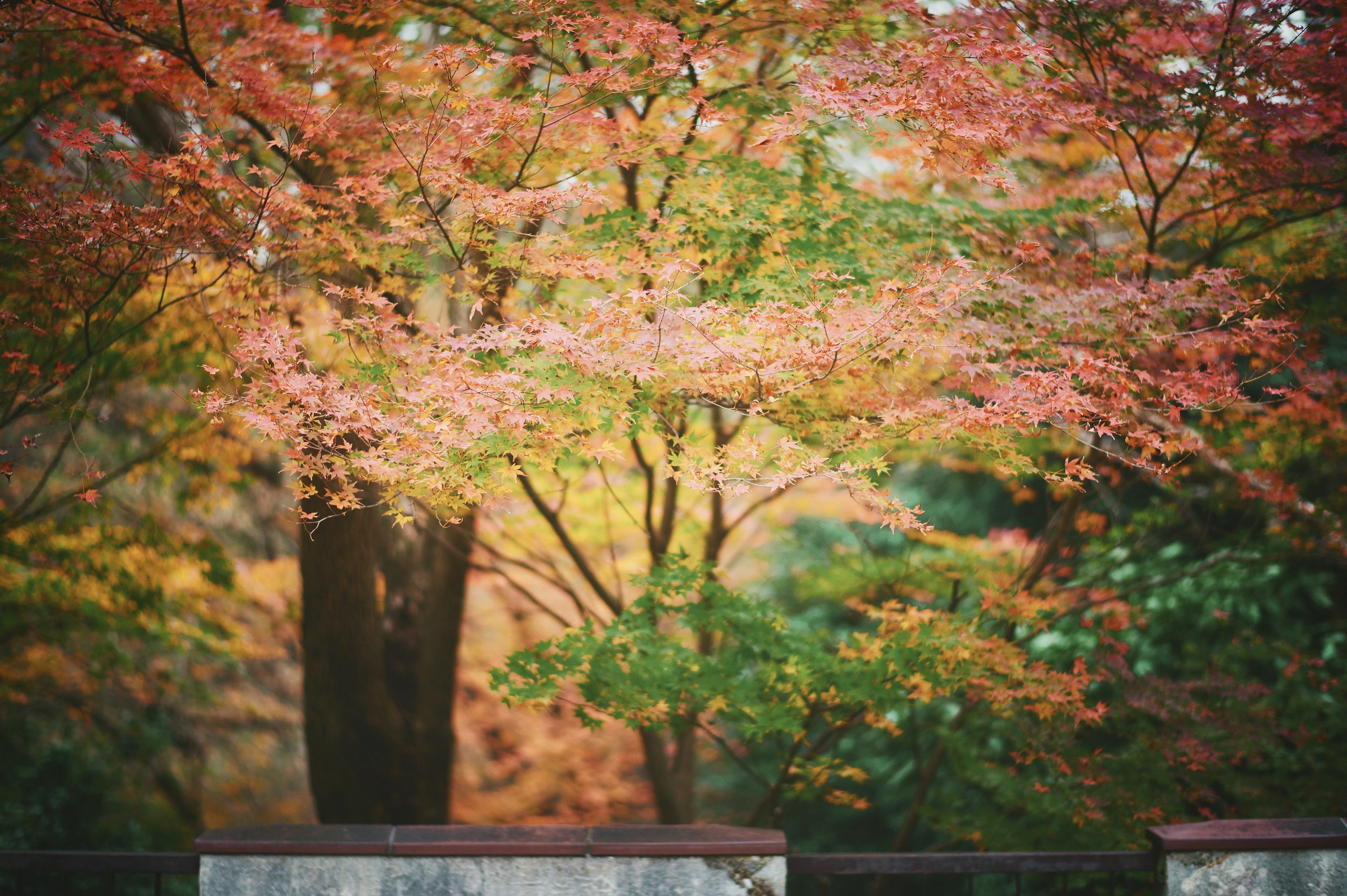 紅葉50_Z605193