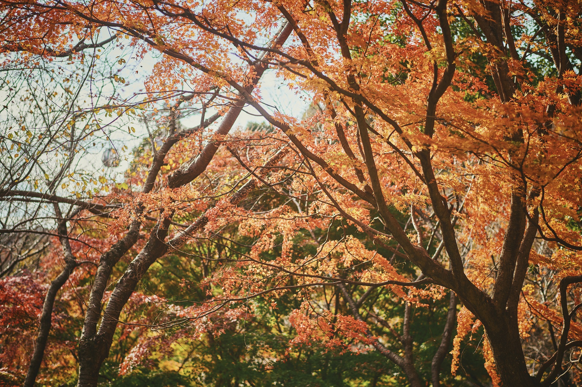 紅葉40_Z605340