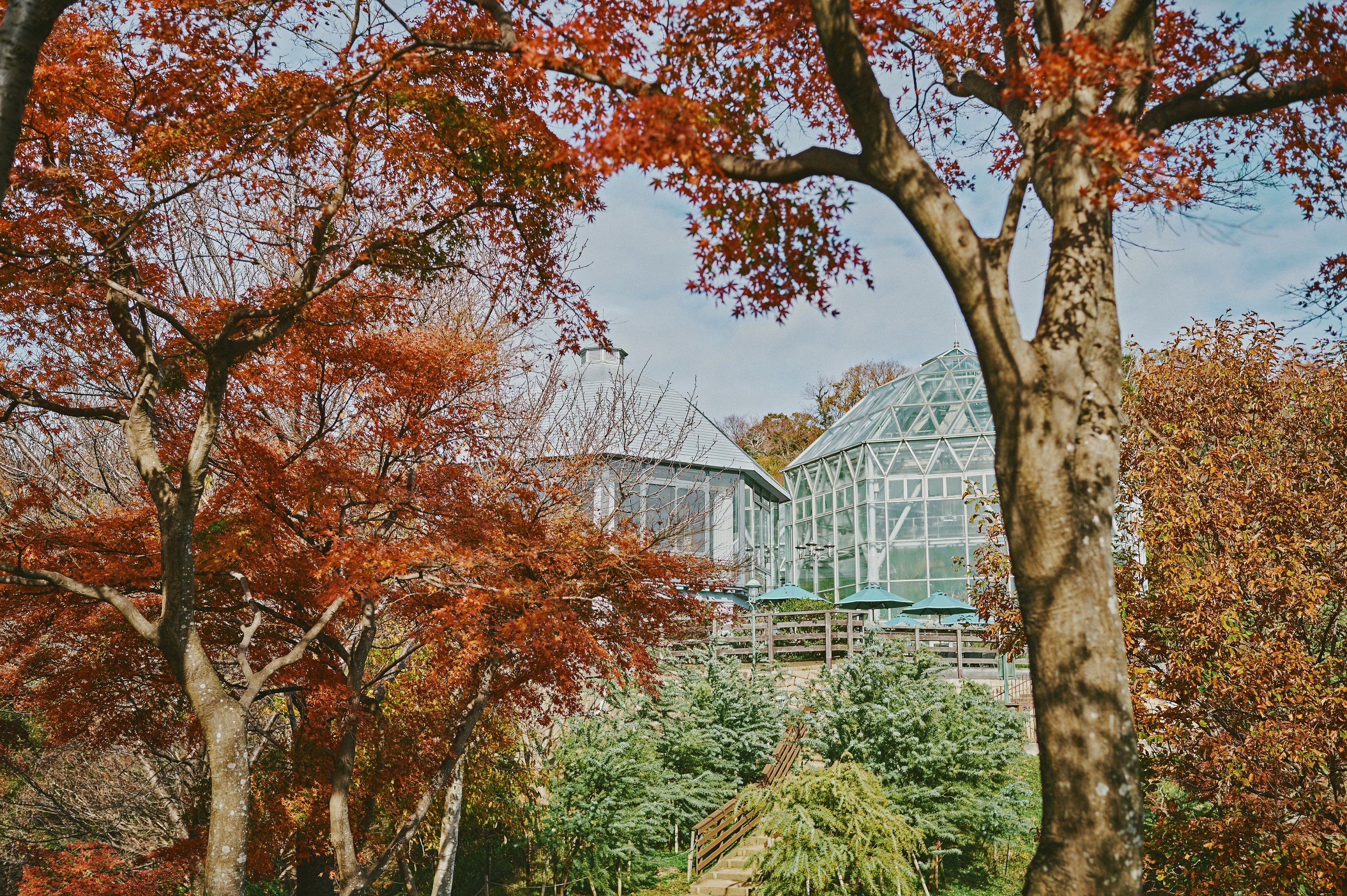 紅葉_ヴェランダ8080_Z605275