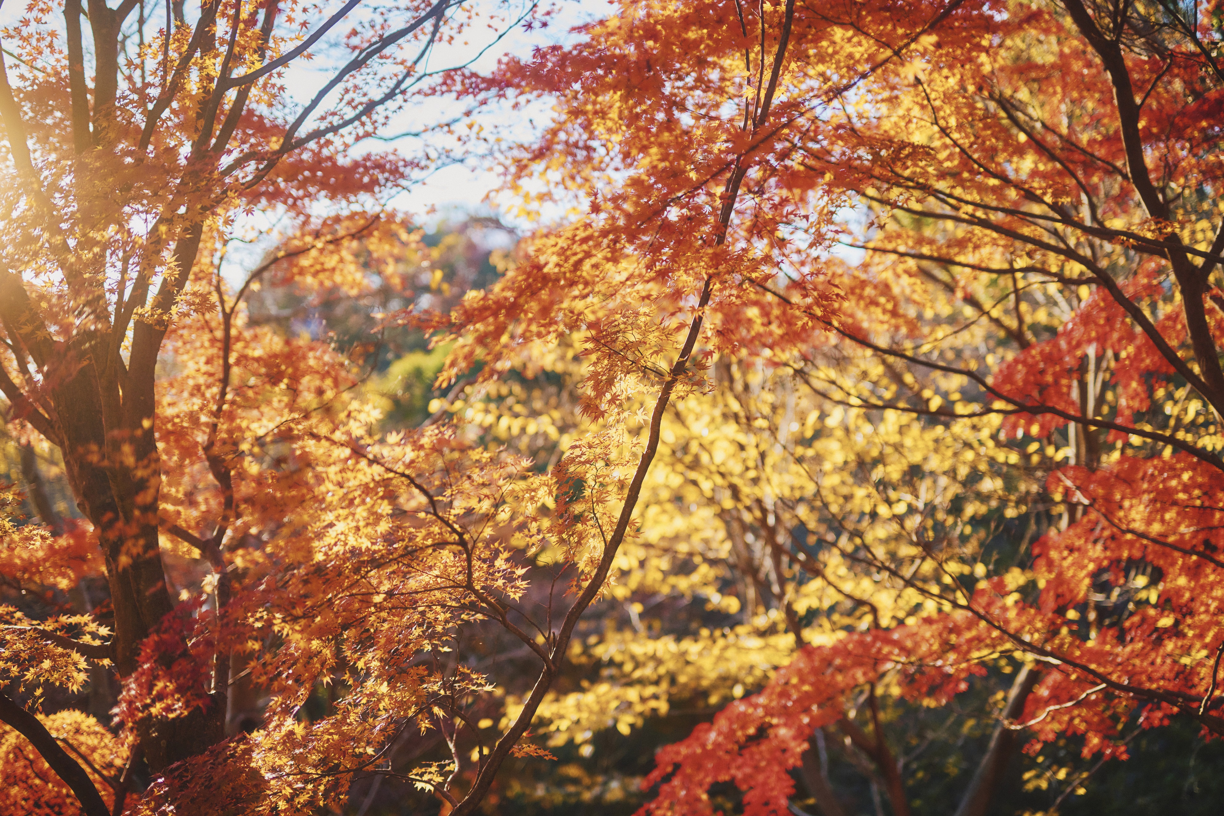 紅葉80_Z8A9863