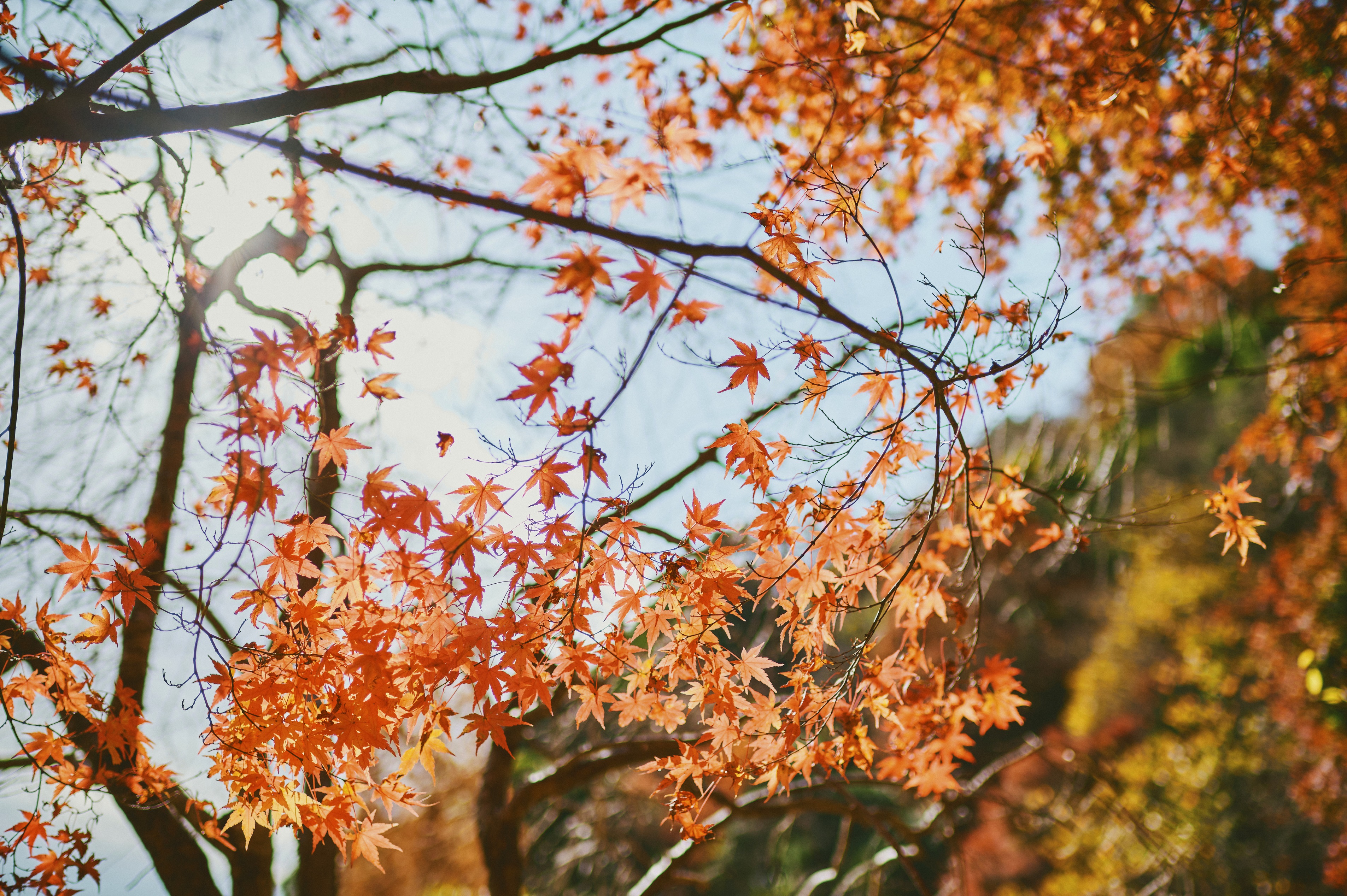 紅葉80_Z605257