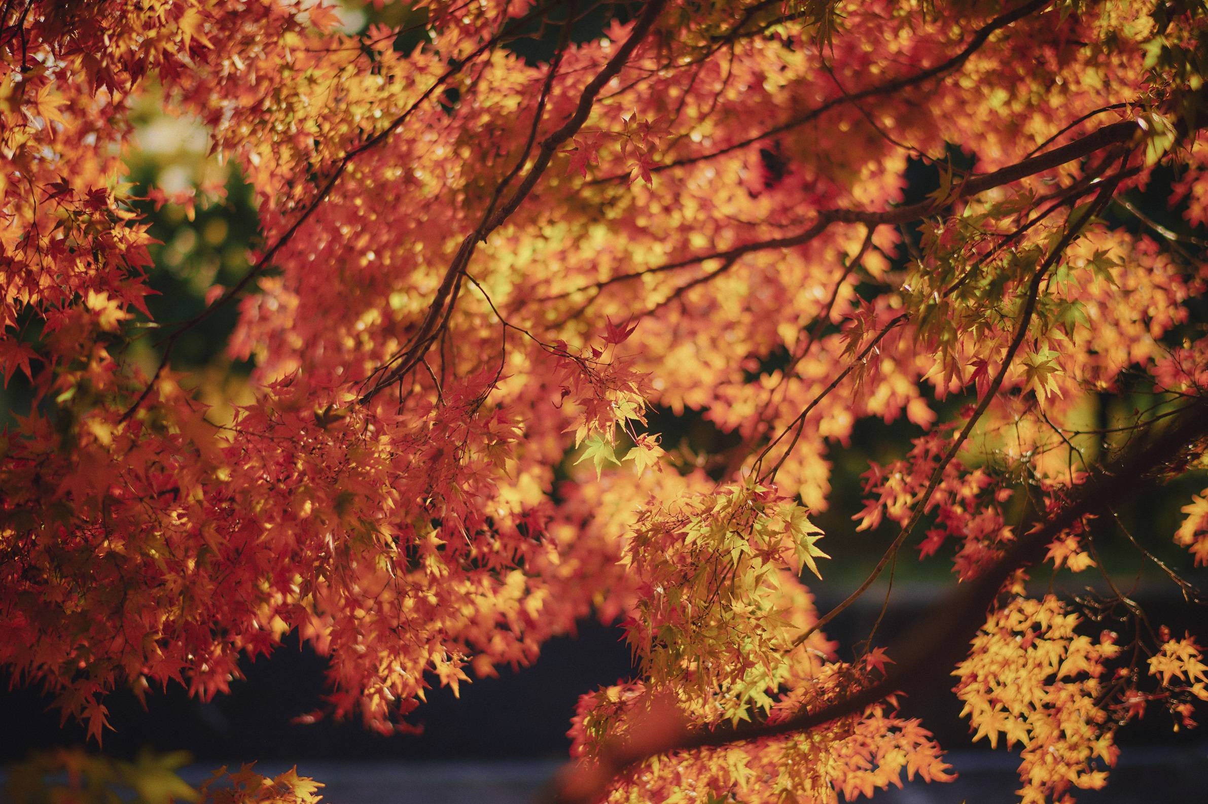 紅葉50_Z604161