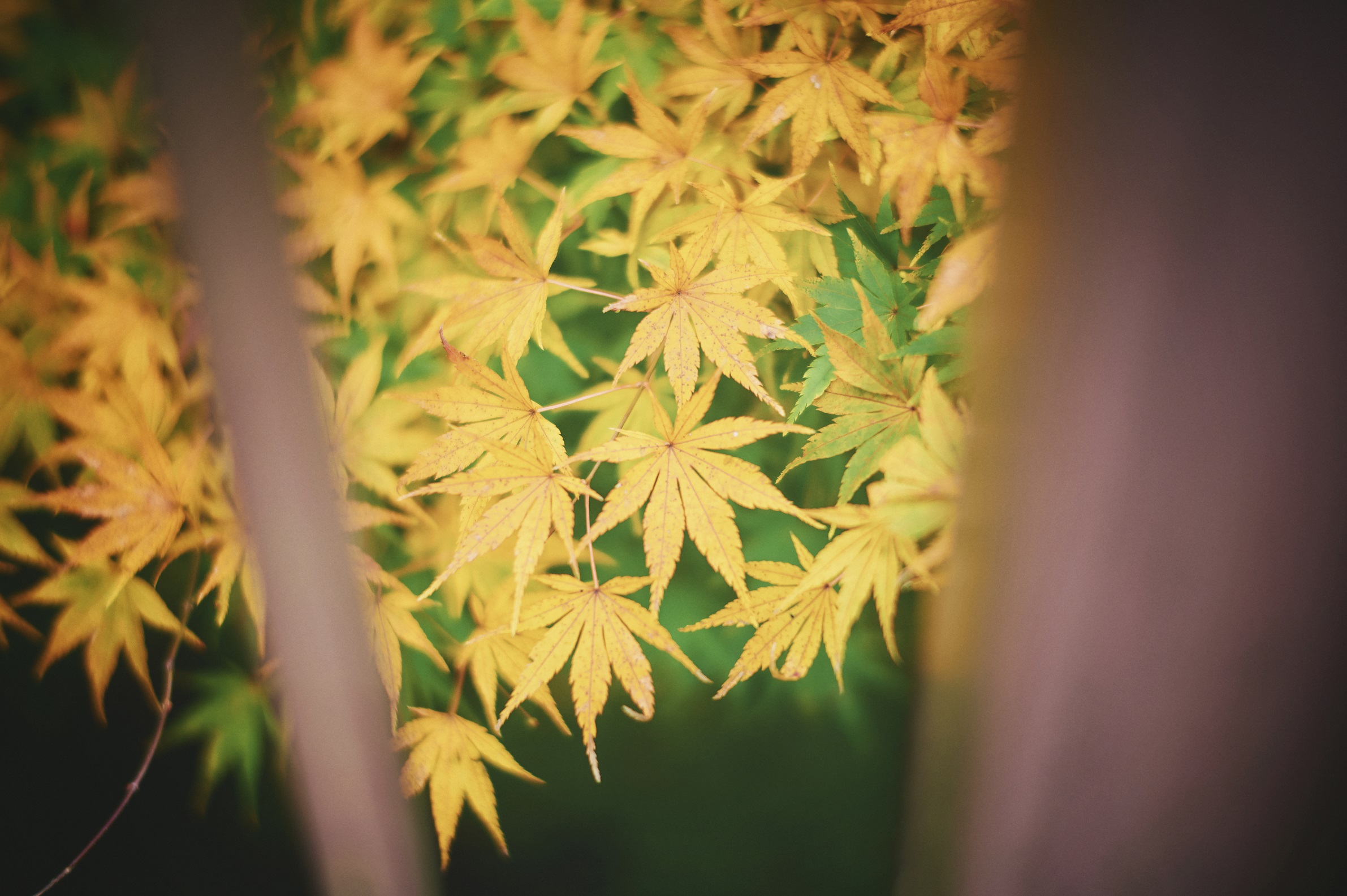 紅葉50_Z605198