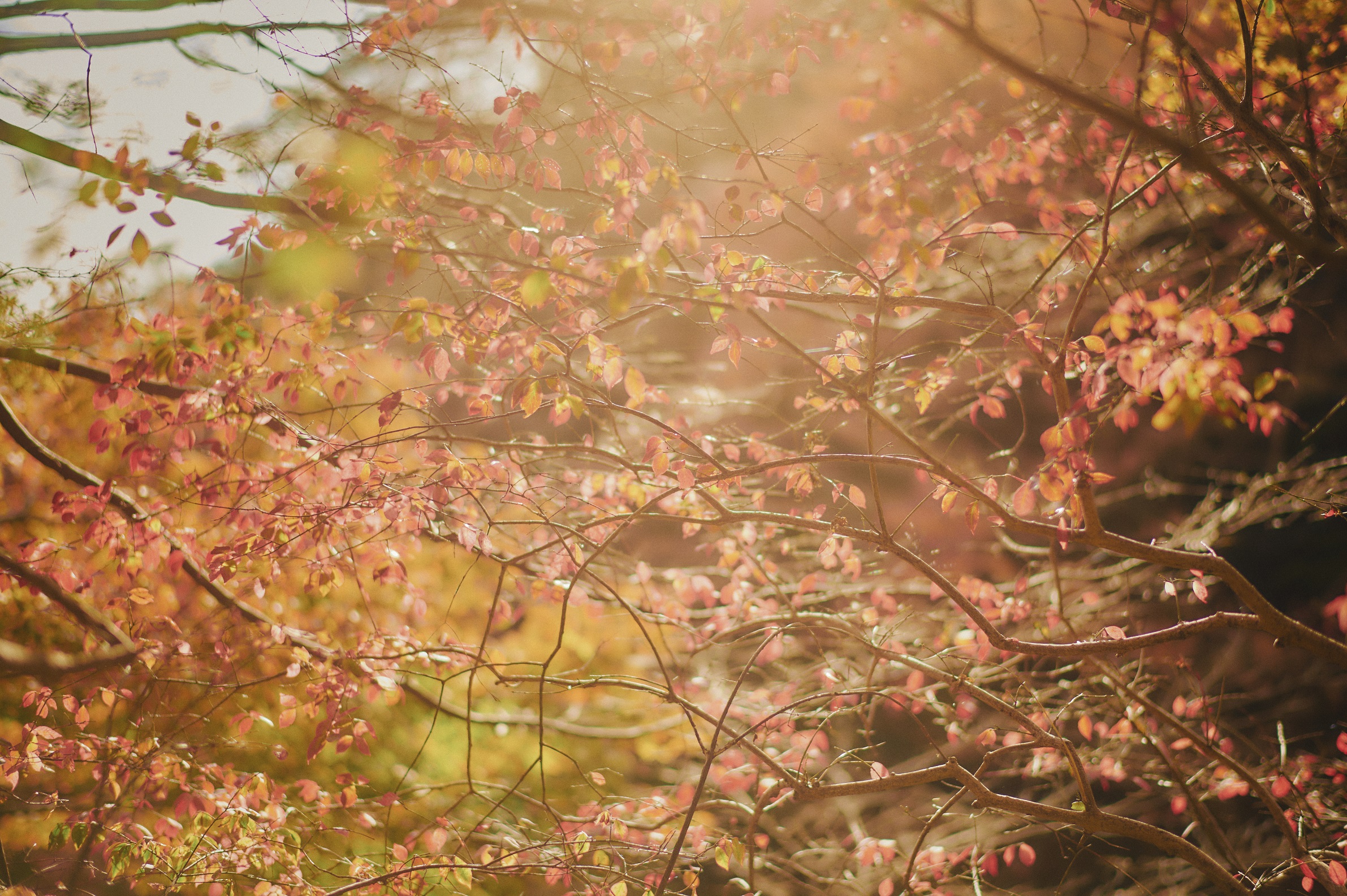 紅葉50_Z604016