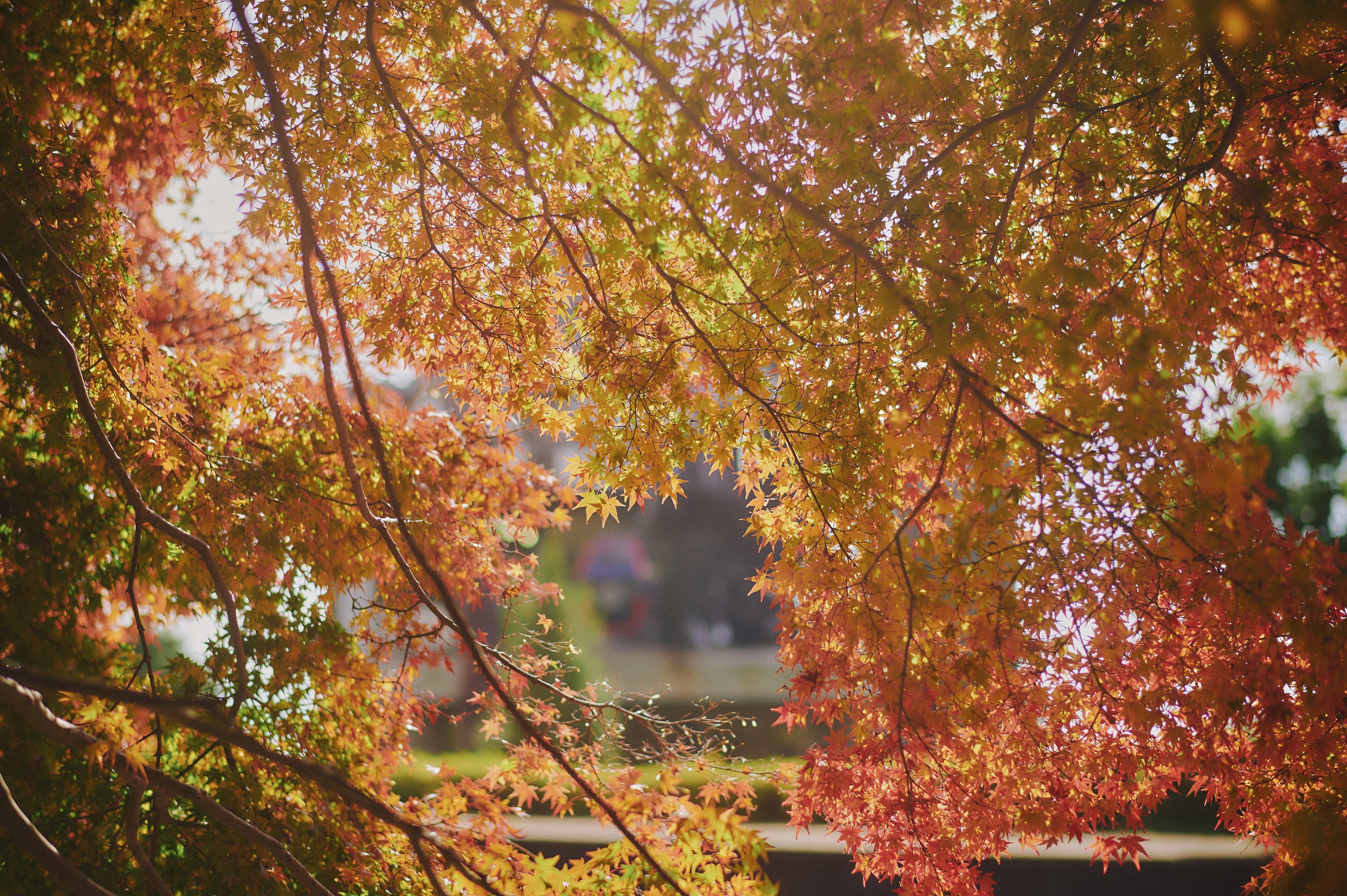 紅葉50_Z603553