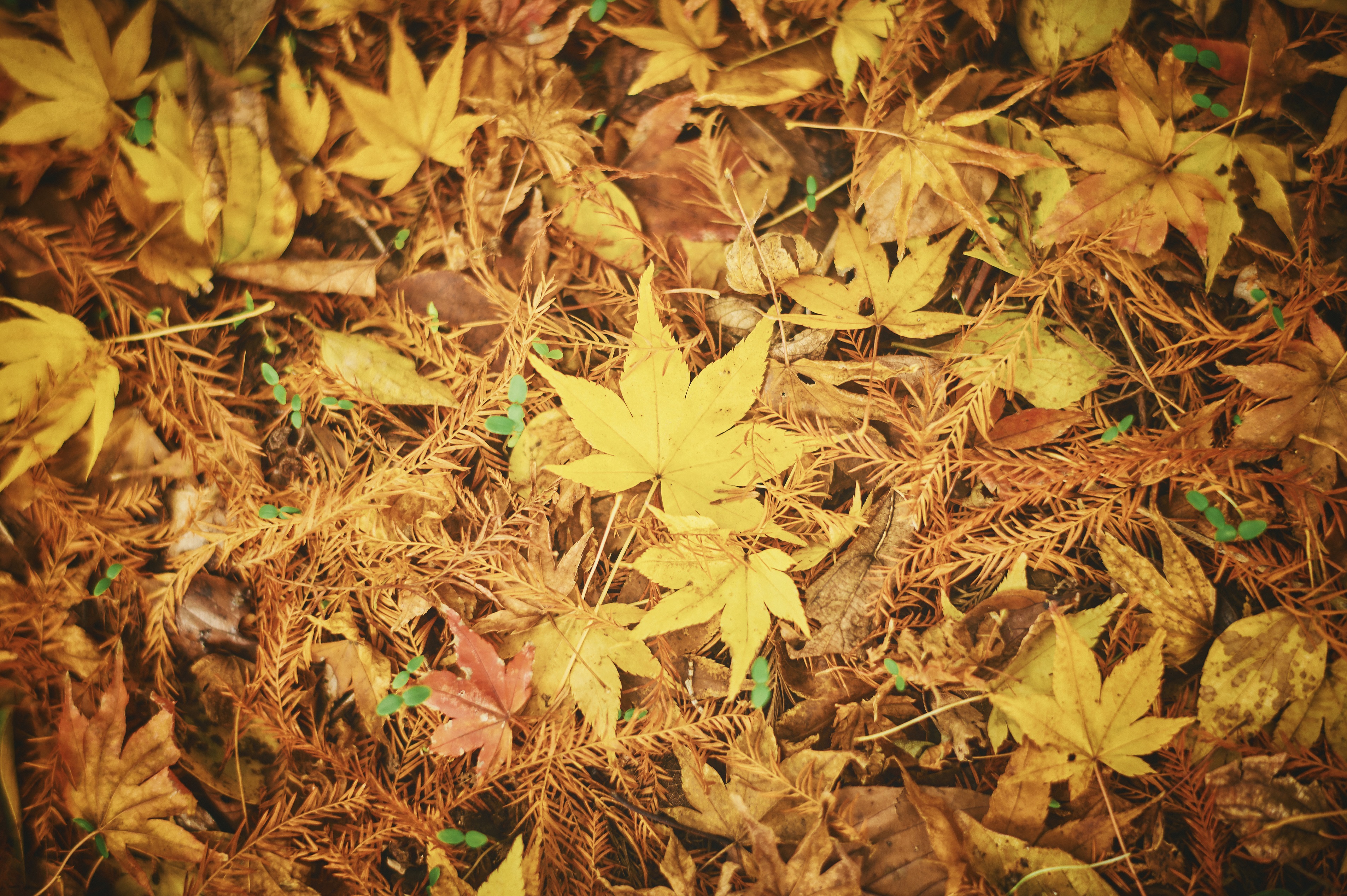 紅葉80_落ち葉_Z605308