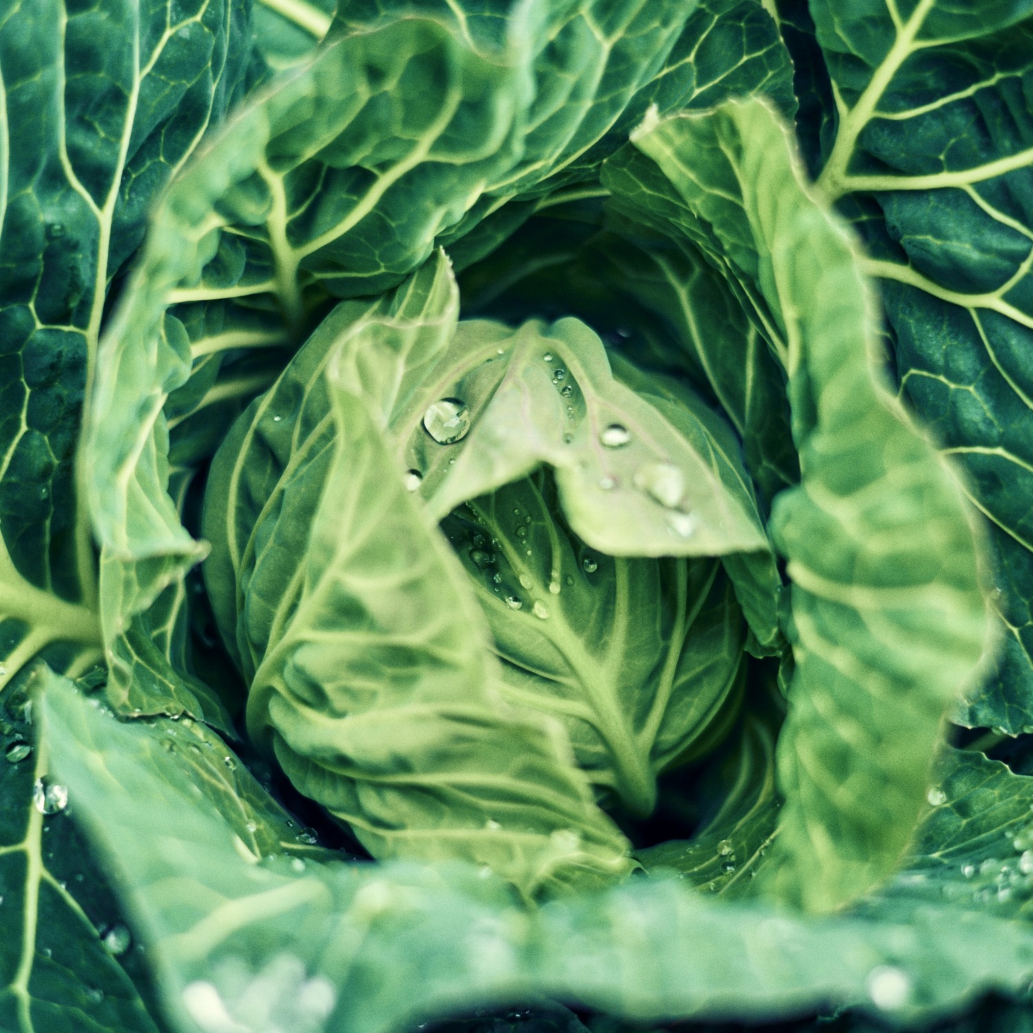 家庭菜園ポタジェ 冬野菜