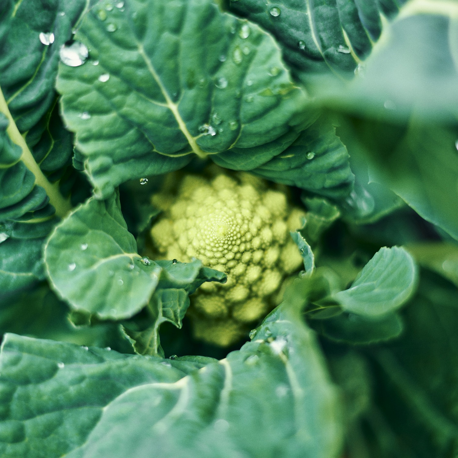 家庭菜園ポタジェ 冬野菜
