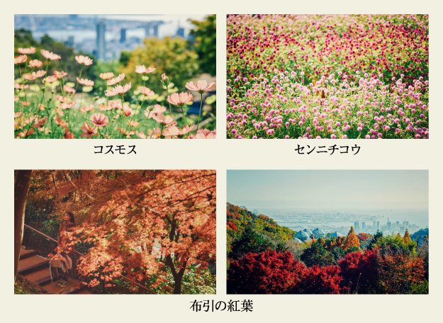コスモス・センニチコウ・布引の紅葉